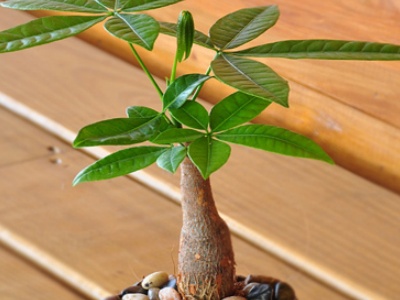 发财树皮烂了还能活吗,发财树皮烂了还能剥皮吗