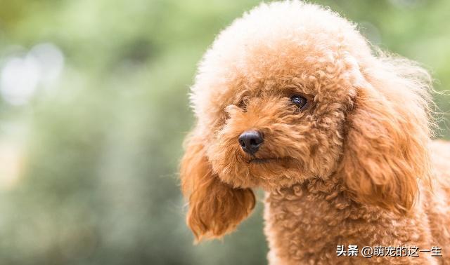 狗狗品种你知道多少,狗狗有多少品种及智商排名