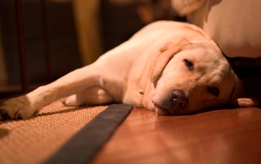 养拉布拉多需要关注什么事项,养幼犬拉布拉多吃方面要关注什么