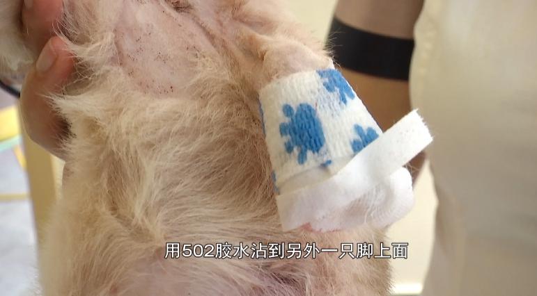 小狗被灌502胶水,11只小奶狗被502胶水伤害