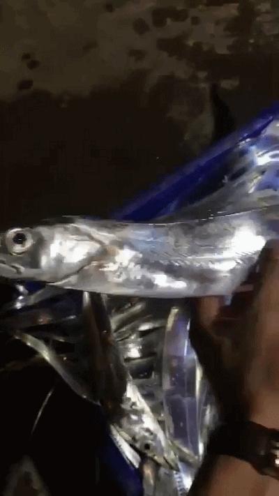 中国吃掉最多的食物,哪个产地的带鱼最好吃