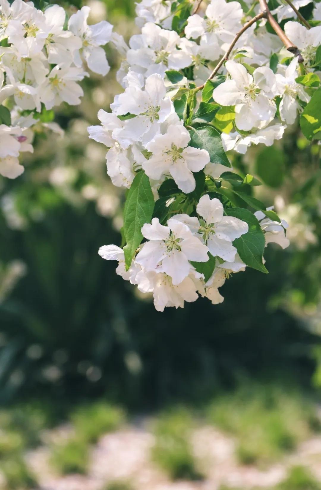 北京人少景美赏秋的公园,北京赏秋中山公园