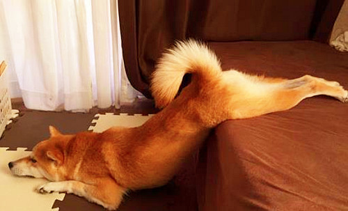 养宠经验分享狗狗耳螨多怎么办,夏季狗狗严重脱背毛