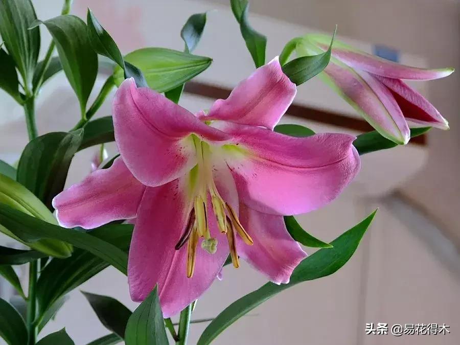 百合花的栽培技术及养护工作,百合花在花期后怎么养护