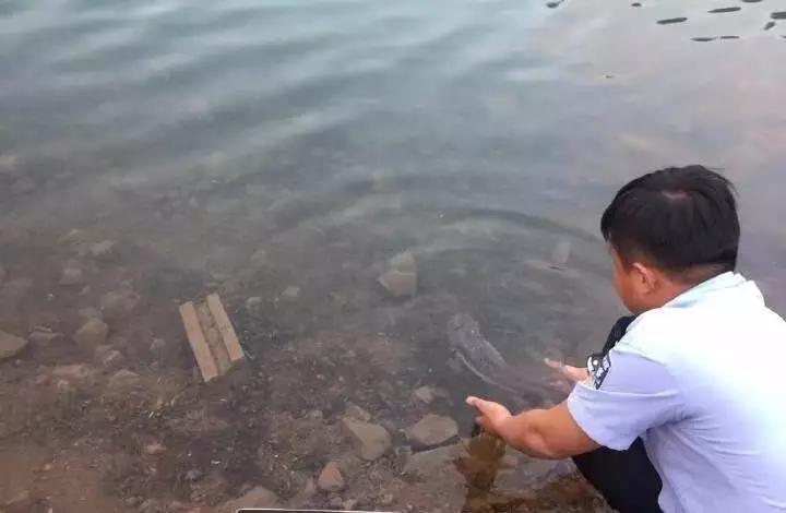 还没看《神奇动物在哪里》？没关系，你错过的神奇动物都在这里