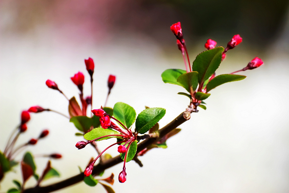 上海世博文化公园有梨花开吗,上海园林文化公园