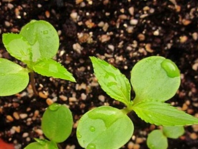 凤仙花的生长过程,凤仙花怎么传播种子