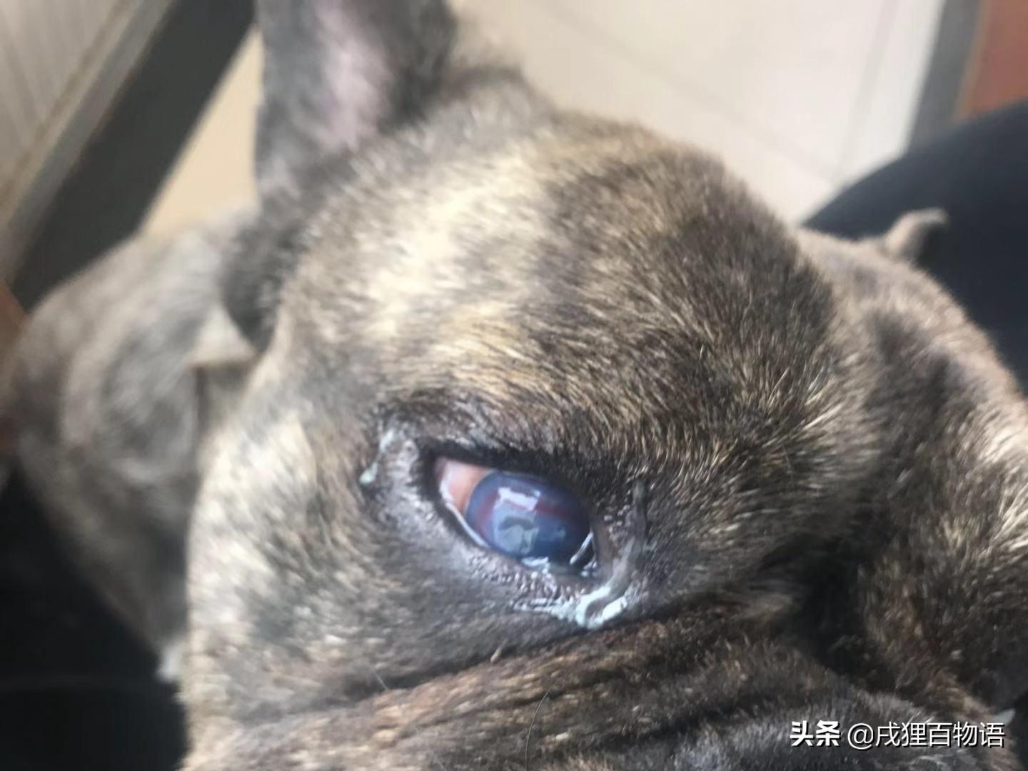 狗狗眼睛结膜炎的症状及治疗方法,如何辨别狗狗是结膜炎还是白内障