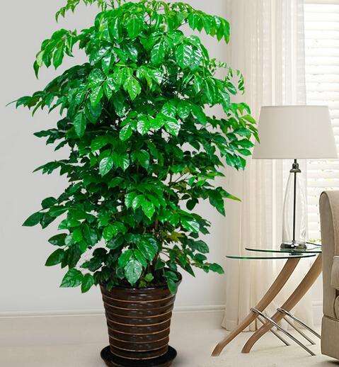 金钱树叶黄怎么补救最快,金钱树黄叶子应该怎么补救