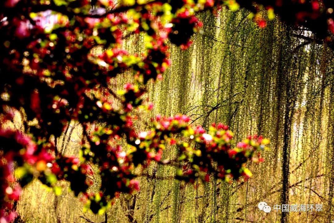 走进春天的环翠公园,环翠风景