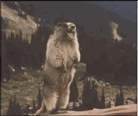 四川话用不了多久,四川话还有多长时间消失