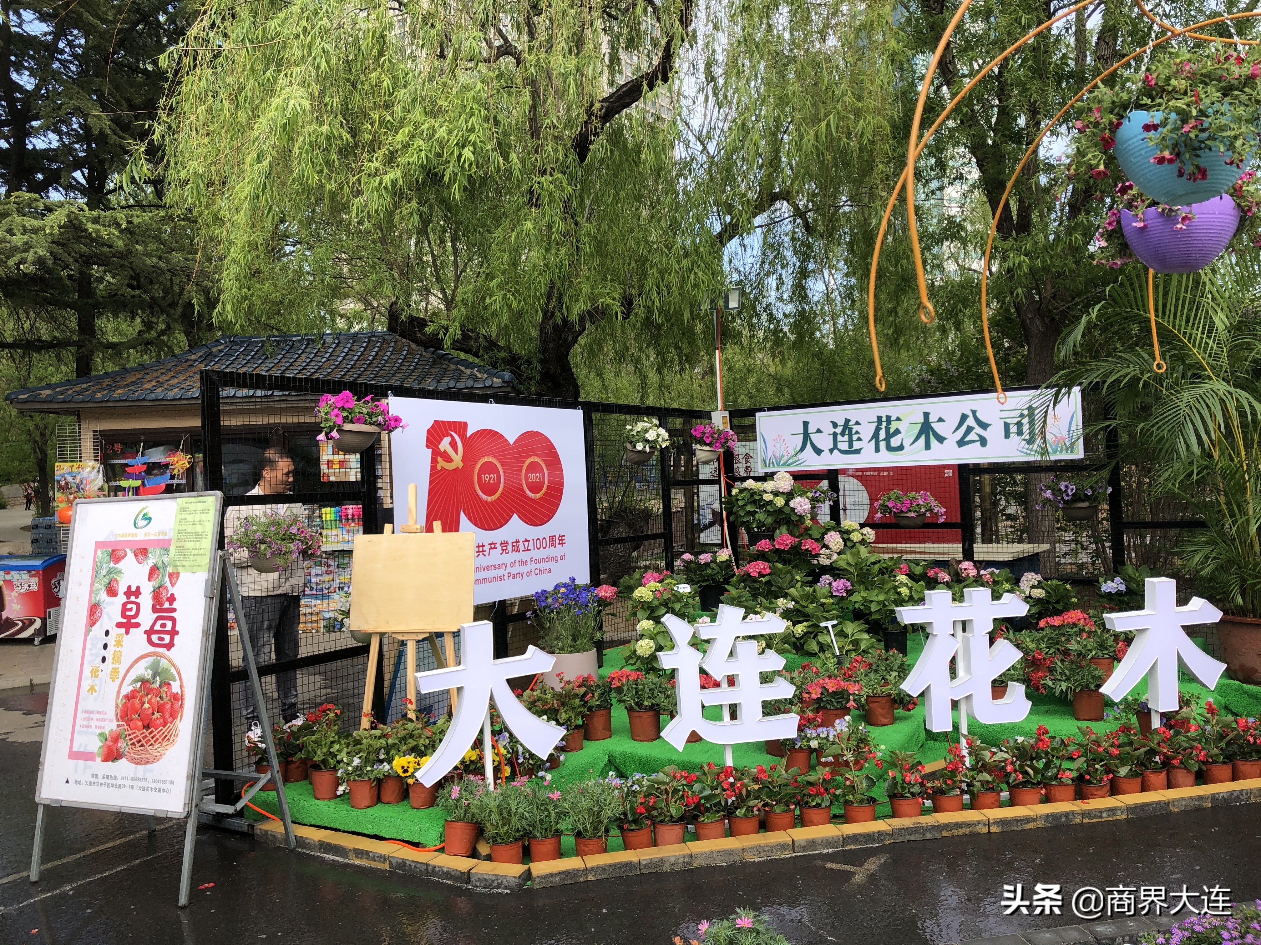 大连花卉展览会在哪里,大连花木公司直播