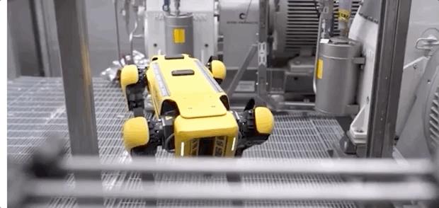 抖音网红大黄狗,网红狗大黄走红视频