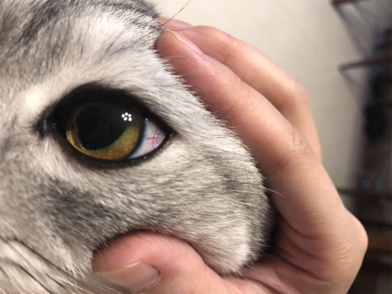 猫咪割眼皮是咋回事,猫咪下眼睑内翻如何自行恢复