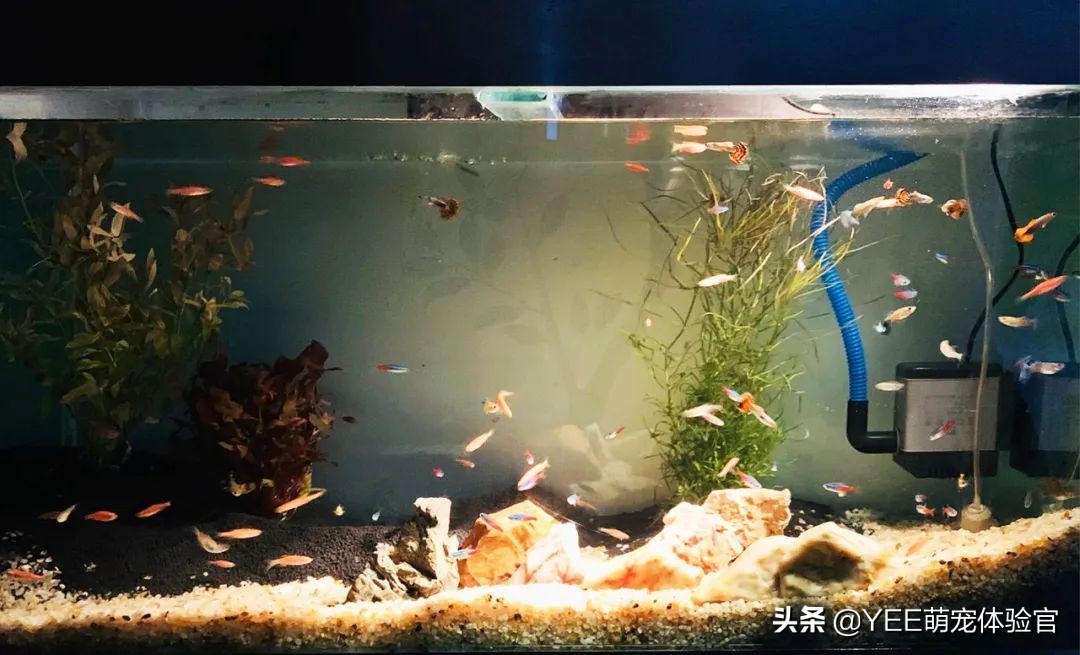 亚克力鱼缸的优点和缺点,用亚克力做鱼缸会让鱼中毒吗
