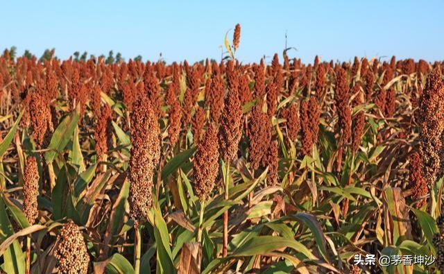 茅台酒的香味是什么香,茅台酒喝在嘴里有什么味道