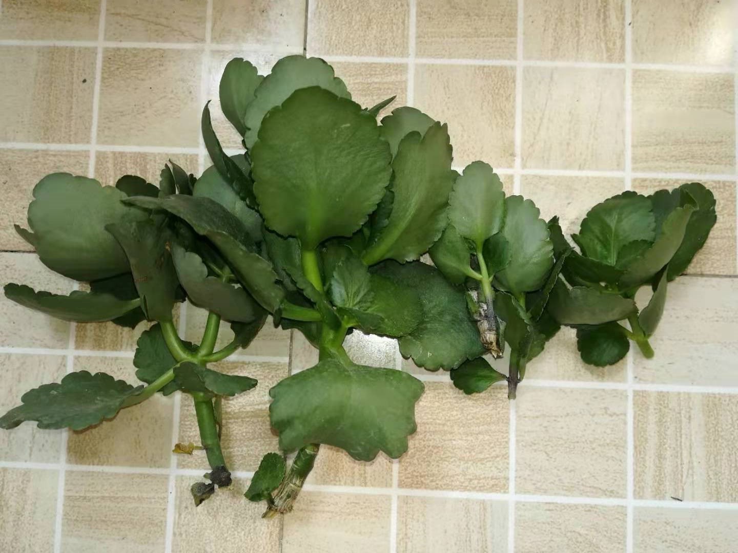 长寿花怎样治疗黑腐病,夏天长寿花黑腐了怎么办