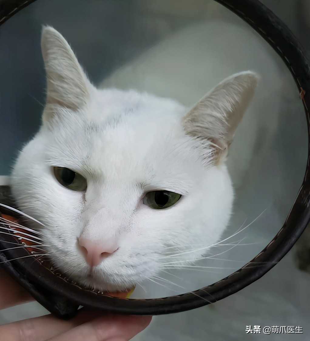 猫咪一不小心被水烫到,盘点猫咪被烫过的倒霉瞬间