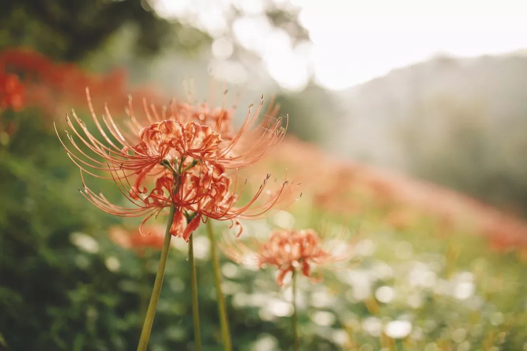 国医大师裘沛然是哪里人,裘沛然国医大师医案