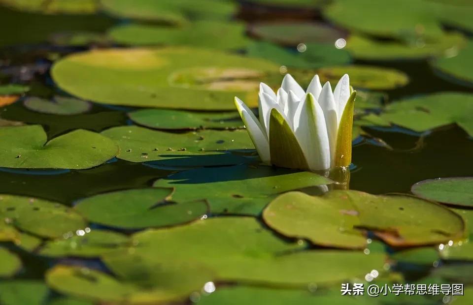 写关于滋味的作文,独特的滋味优秀作文叙事