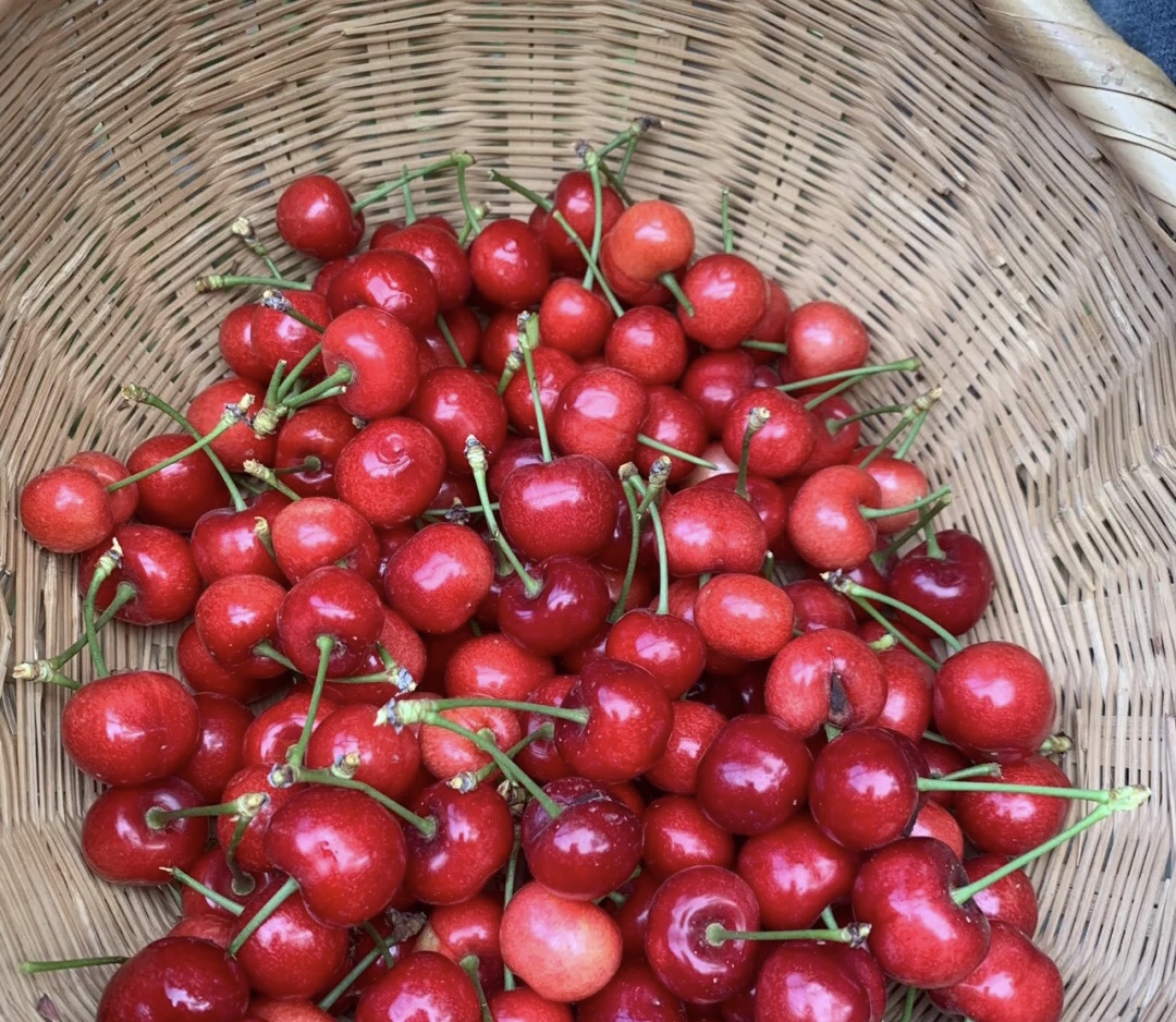 山东樱桃哪的最好,国内最好的樱桃产区