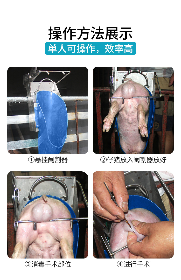 养猪阉割及术后禁忌，跟着学实用