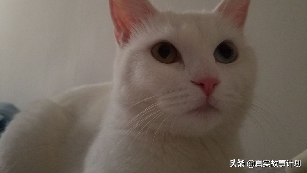 养猫真实故事,负债养猫的真实事例