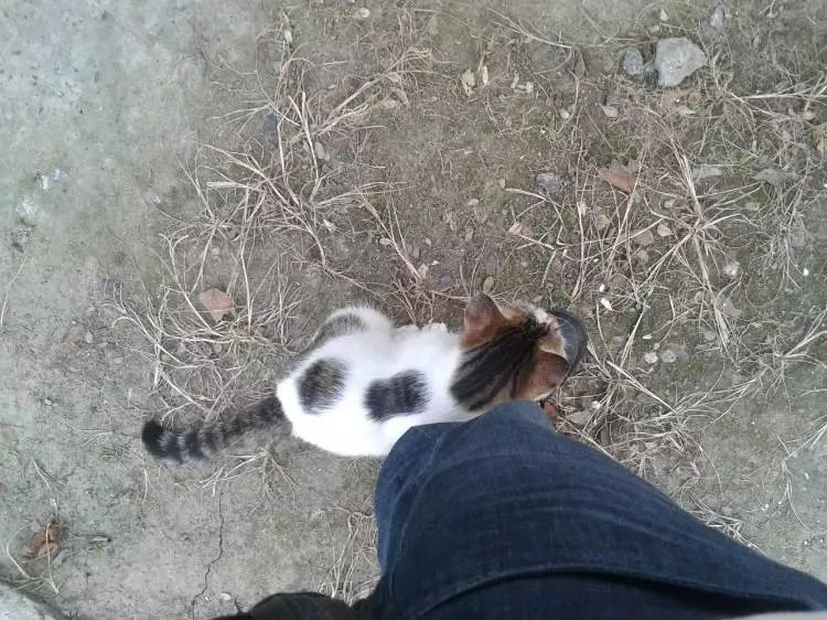 辟谣，猫咪蹭人并非仅为撒娇，另有四点身体不适情况需铲屎官深思