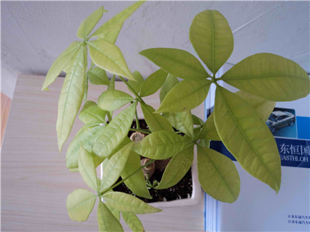 发财树叶子发黄是什么原因导致的,发财树叶子发黄是缺什么营养