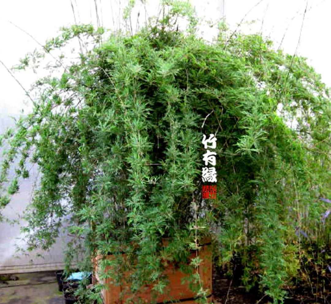 冬天来了你家备暖气片了吗,冬天来了你家棉拖准备好了吗