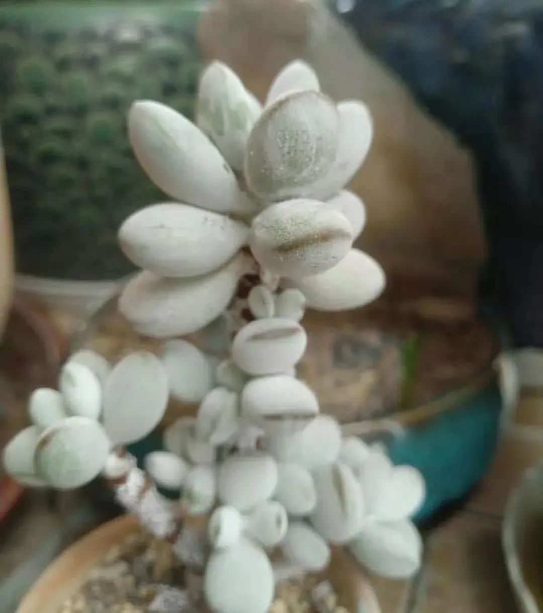 乒乓福娘锦的繁殖方法,乒乓福娘可以叶插繁殖吗