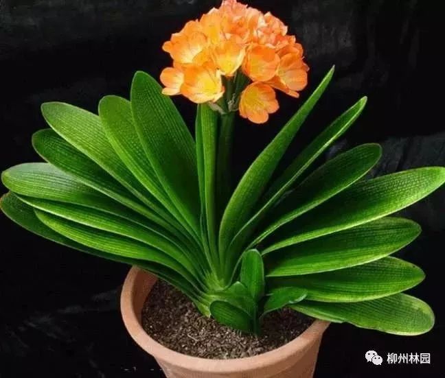 父亲节折什么花给父亲好,父亲节送给父亲什么