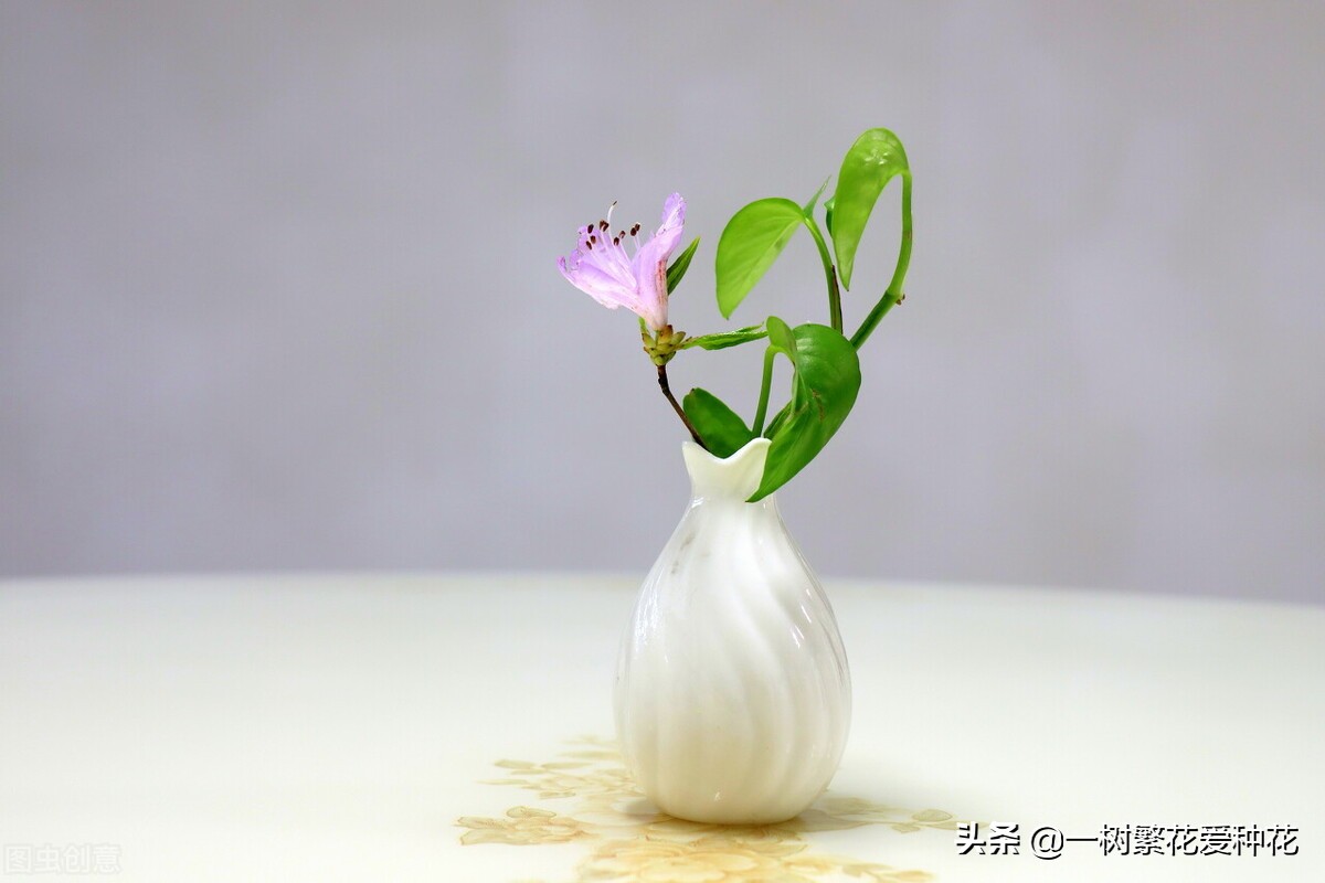 怎样才能把绿萝养得又绿又好,绿萝叶子绿怎么治