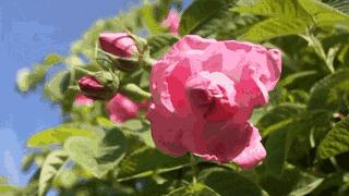 丹泽欧雅,丹泽欧雅富勒烯多肽焕颜面膜