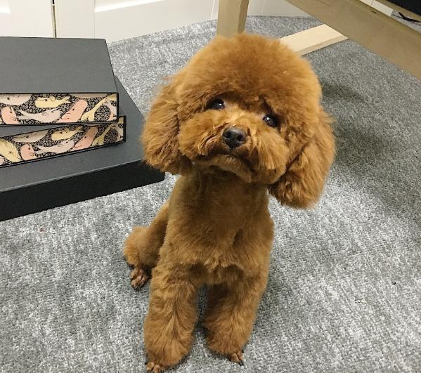 泰迪犬好养吗会不会咬人,泰迪犬好