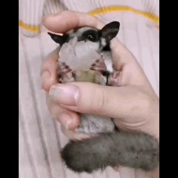 如何和刚到家的蜜袋鼯亲近