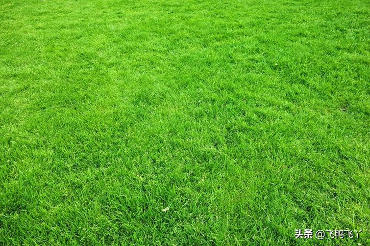 家庭庭院草坪最好种什么品种,庭院草坪草籽哪个品种好