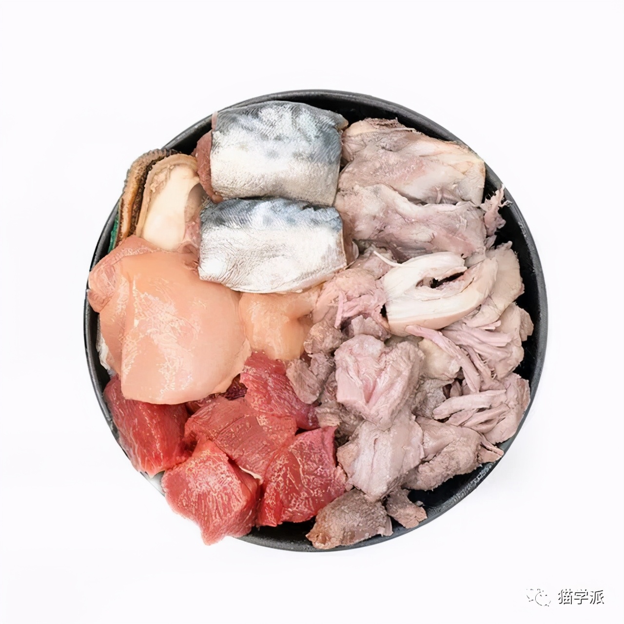 猫太瘦该吃什么,你家的猫为什么很瘦