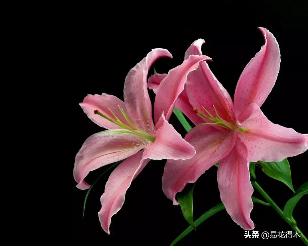 百合花的栽培技术及养护工作,百合花在花期后怎么养护