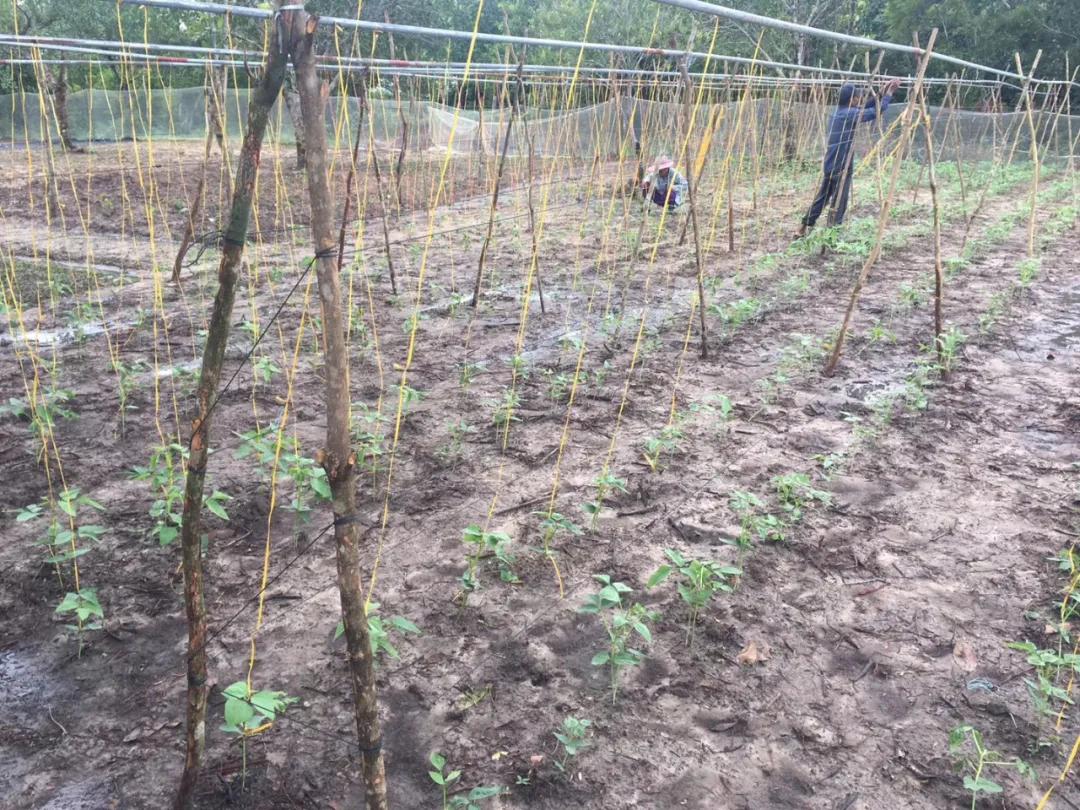 他从老师转行到柬埔寨当“农民”，2次从零开始，如今终见希望