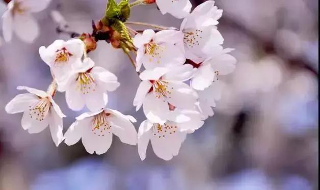 鑻忓窞鐪嬫ū鑺辩殑閰掑簵,鑻忓窞鐪嬫ū鑺变綇鍝釜閰掑簵