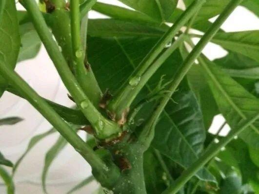 花叶子冒水珠怎么养,花叶子哗哗掉