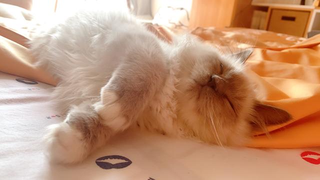 猫咪驱虫的秘密，你们可能不知道，这样驱虫才是正确的