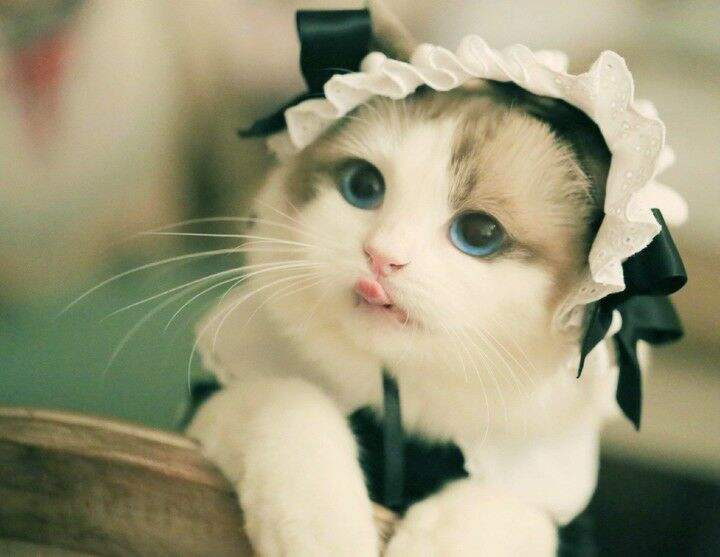 为什么猫咪对人的态度不同,猫咪对人和对猫的态度是一样的吗