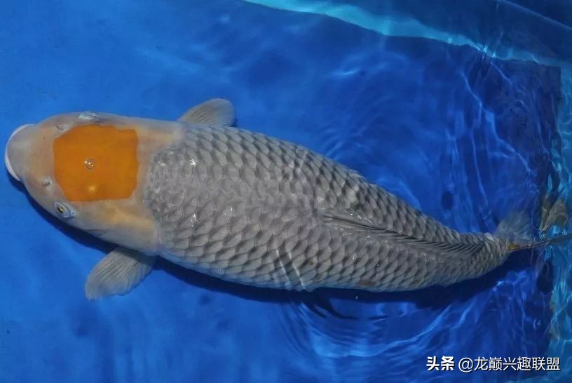 锦鲤一开灯就往下跑怎么办,锦鲤入缸的正确方法