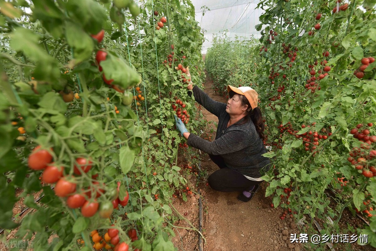 给蔬菜喷上小苏打可以防治病虫害,蔬菜病虫害防治技术小苏打