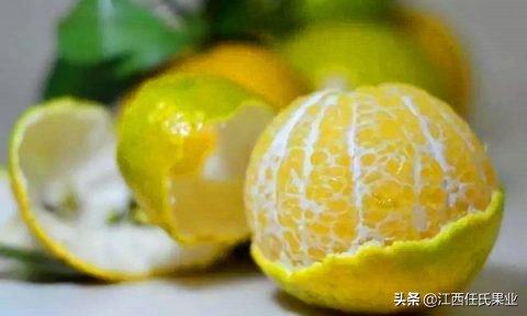 南方春季能种植皇帝柑吗,广东皇帝柑种植基地有苗卖吗