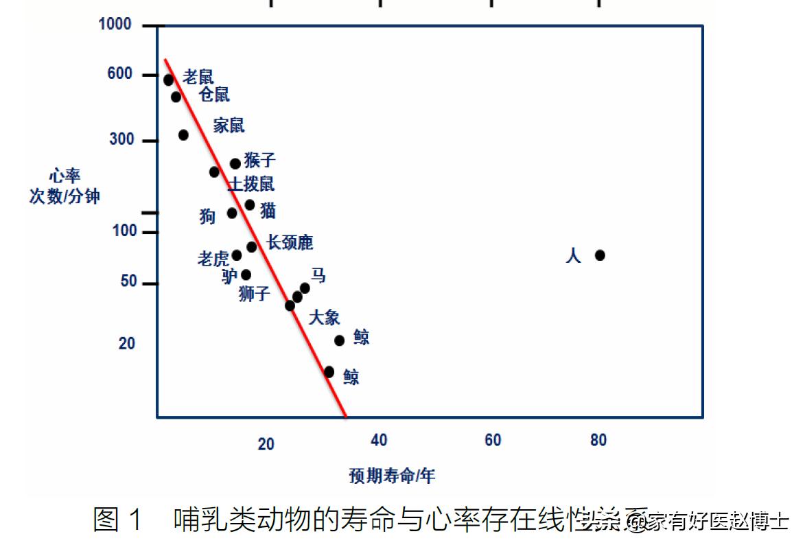 心跳越快，寿命越短？“理想的心率”应该具有哪些特征？