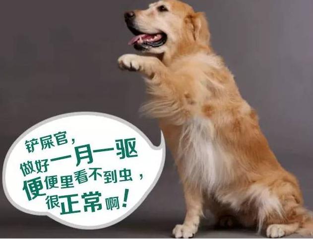 金毛犬养一只好还是一对好,养一只金毛犬一个月要多少费用