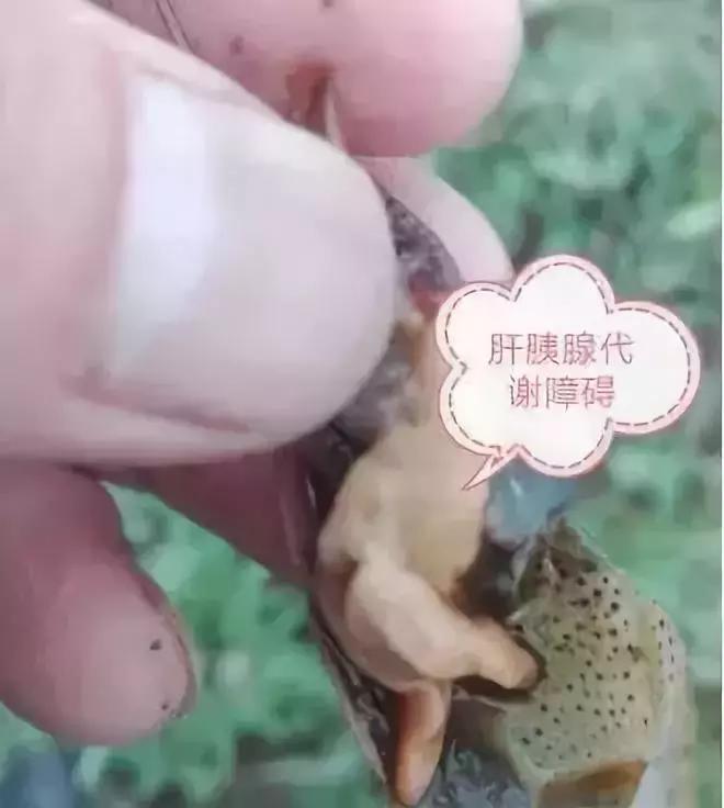 小龙虾塘螺蛳死亡的原因,小龙虾出现死亡现象怎么救治